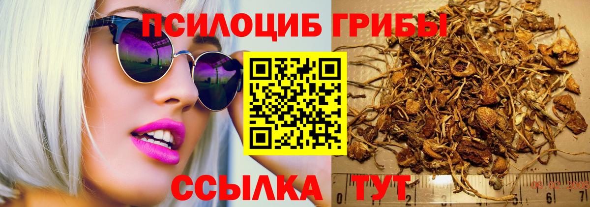 Галлюциногенные грибы Psilocybine cubensis Аксай